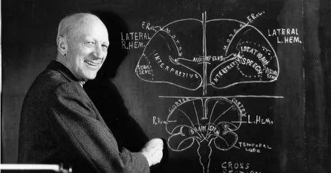 皮层放大现象:被扭曲的“小矮人图”是怎么回事?休闲区蓝鸢梦想 - Www.slyday.coM 皮层放大现象:被扭曲的“小矮人图”是怎么回事?休闲区蓝鸢梦想 - Www.slyday.coM