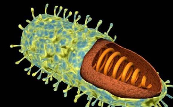 为什么狂犬病一旦发病就没治了?休闲区蓝鸢梦想 - Www.slyday.coM 为什么狂犬病一旦发病就没治了?休闲区蓝鸢梦想 - Www.slyday.coM