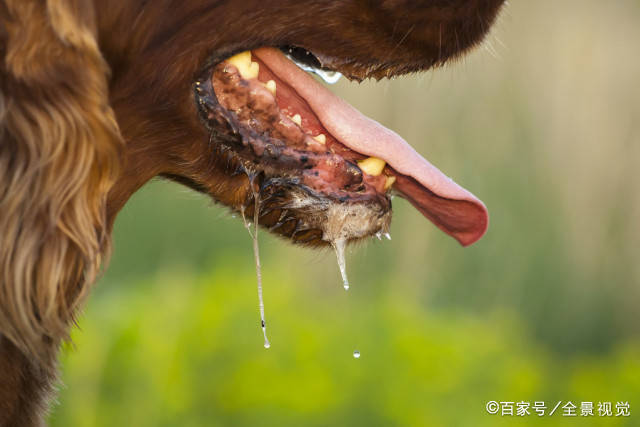 为什么狂犬病一旦发病就没治了?休闲区蓝鸢梦想 - Www.slyday.coM 为什么狂犬病一旦发病就没治了?休闲区蓝鸢梦想 - Www.slyday.coM