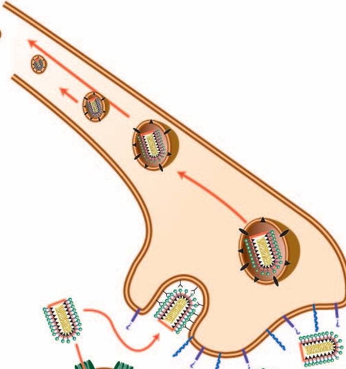 为什么狂犬病一旦发病就没治了?休闲区蓝鸢梦想 - Www.slyday.coM 为什么狂犬病一旦发病就没治了?休闲区蓝鸢梦想 - Www.slyday.coM