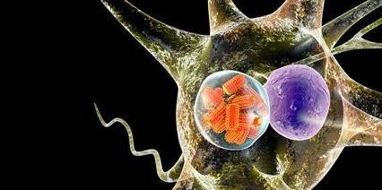 为什么狂犬病一旦发病就没治了?休闲区蓝鸢梦想 - Www.slyday.coM 为什么狂犬病一旦发病就没治了?休闲区蓝鸢梦想 - Www.slyday.coM