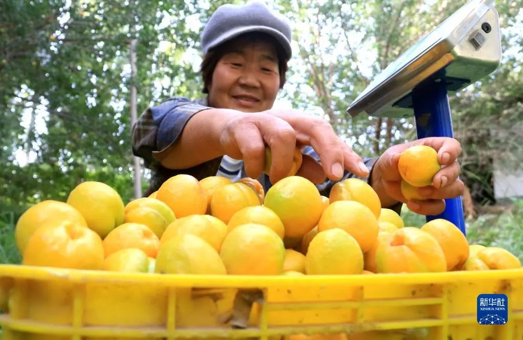 7月3日,敦煌市月牙泉镇合水村农民将采摘的李广杏装筐。新华社发(张晓亮 摄)