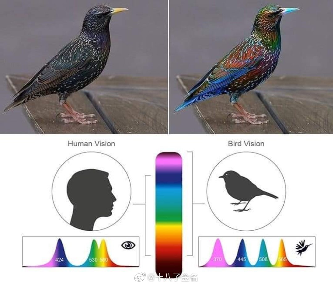 动物眼中的世界是怎样的？...