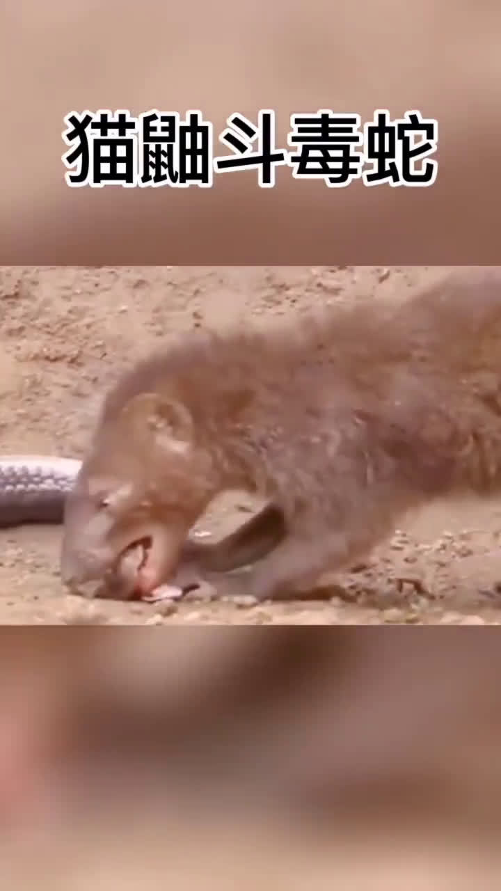 猫鼬斗眼镜蛇它最喜欢的辣条