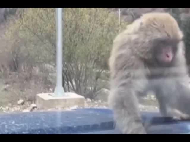 猴子掰断雨刷器，保险公司该不该赔？