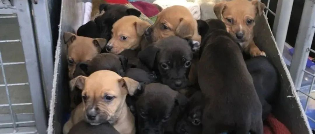 为什么铲屎官经常过敏？根源就在猫身上，问题是选哪种...