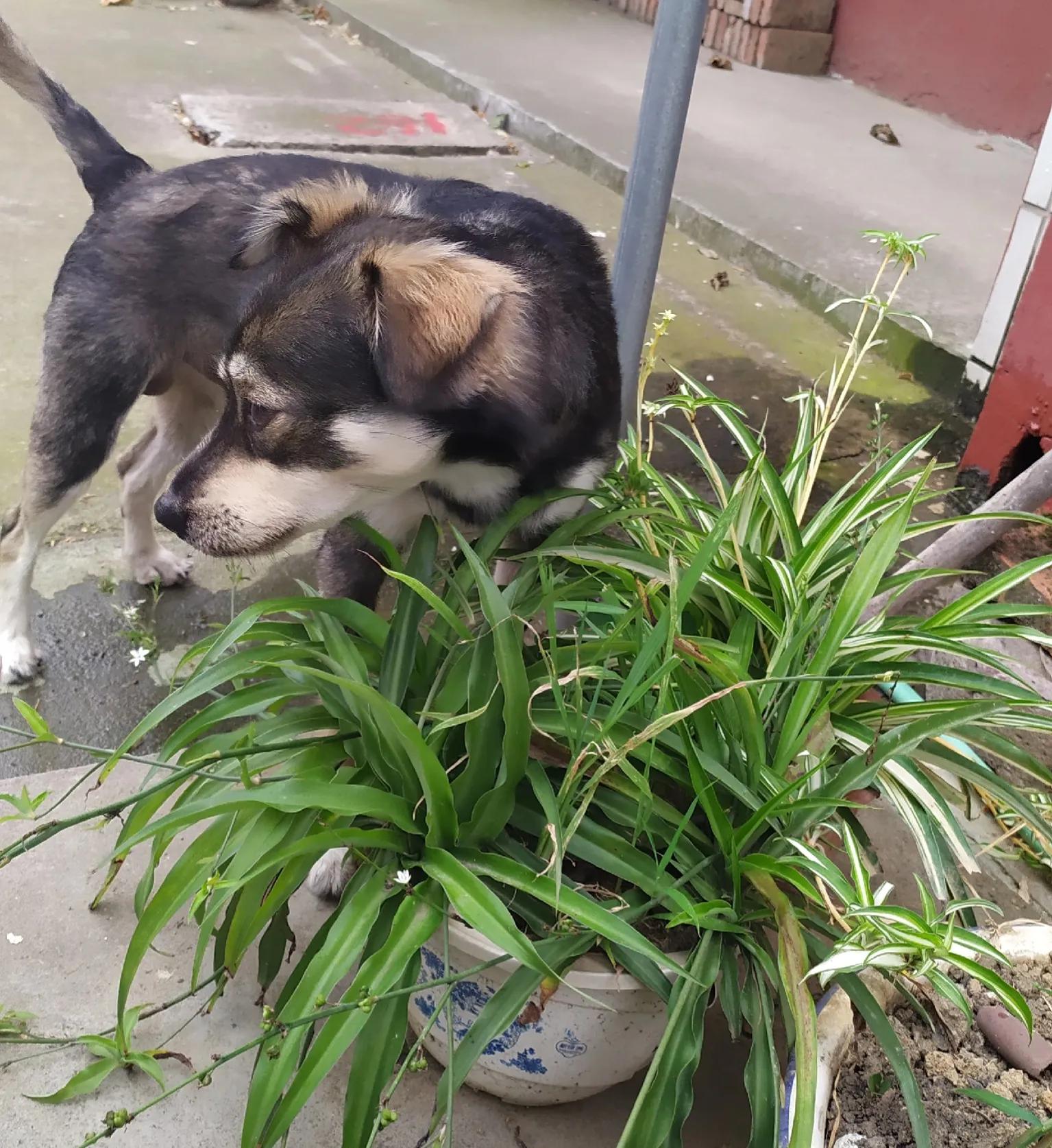 格力空调品系有没有自清洁？