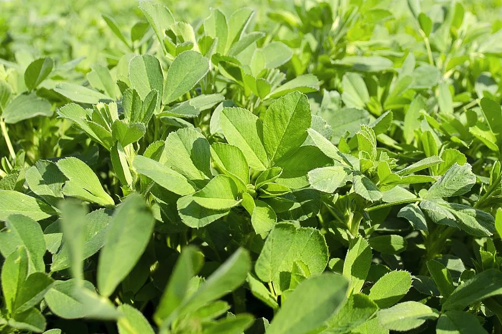 比牛奶补钙、比核桃补脑、比柑橘VC高?这些隐藏的“营养王者”藏不住了休闲区蓝鸢梦想 - Www.slyday.coM 比牛奶补钙、比核桃补脑、比柑橘VC高?这些隐藏的“营养王者”藏不住了休闲区蓝鸢梦想 - Www.slyday.coM