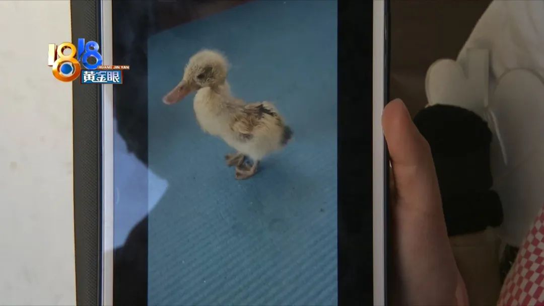 一只鸭子被鱼吓到,竟独自坐电梯回家了!休闲区蓝鸢梦想 - Www.slyday.coM 一只鸭子被鱼吓到,竟独自坐电梯回家了!休闲区蓝鸢梦想 - Www.slyday.coM