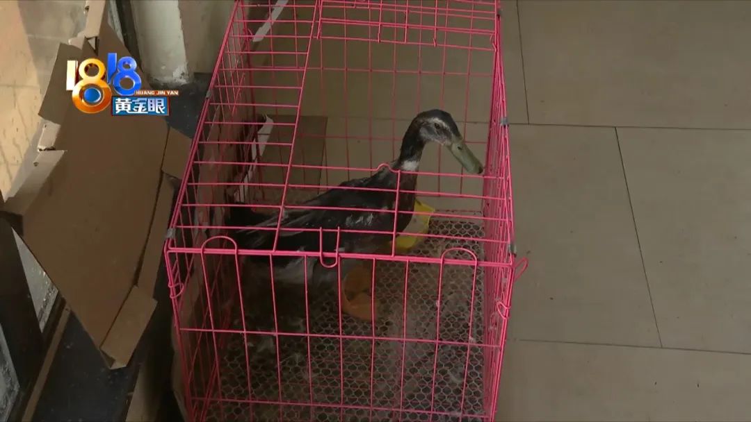 一只鸭子被鱼吓到,竟独自坐电梯回家了!休闲区蓝鸢梦想 - Www.slyday.coM 一只鸭子被鱼吓到,竟独自坐电梯回家了!休闲区蓝鸢梦想 - Www.slyday.coM