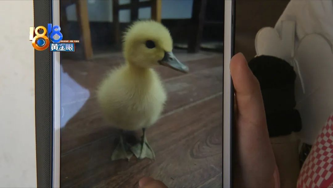 一只鸭子被鱼吓到,竟独自坐电梯回家了!休闲区蓝鸢梦想 - Www.slyday.coM 一只鸭子被鱼吓到,竟独自坐电梯回家了!休闲区蓝鸢梦想 - Www.slyday.coM