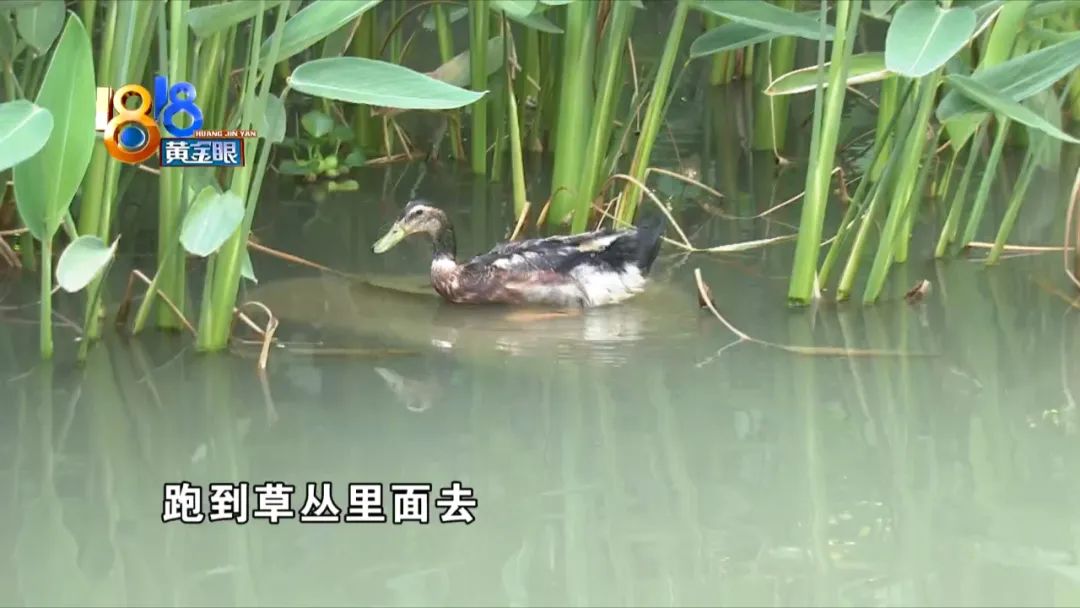 一只鸭子被鱼吓到,竟独自坐电梯回家了!休闲区蓝鸢梦想 - Www.slyday.coM 一只鸭子被鱼吓到,竟独自坐电梯回家了!休闲区蓝鸢梦想 - Www.slyday.coM