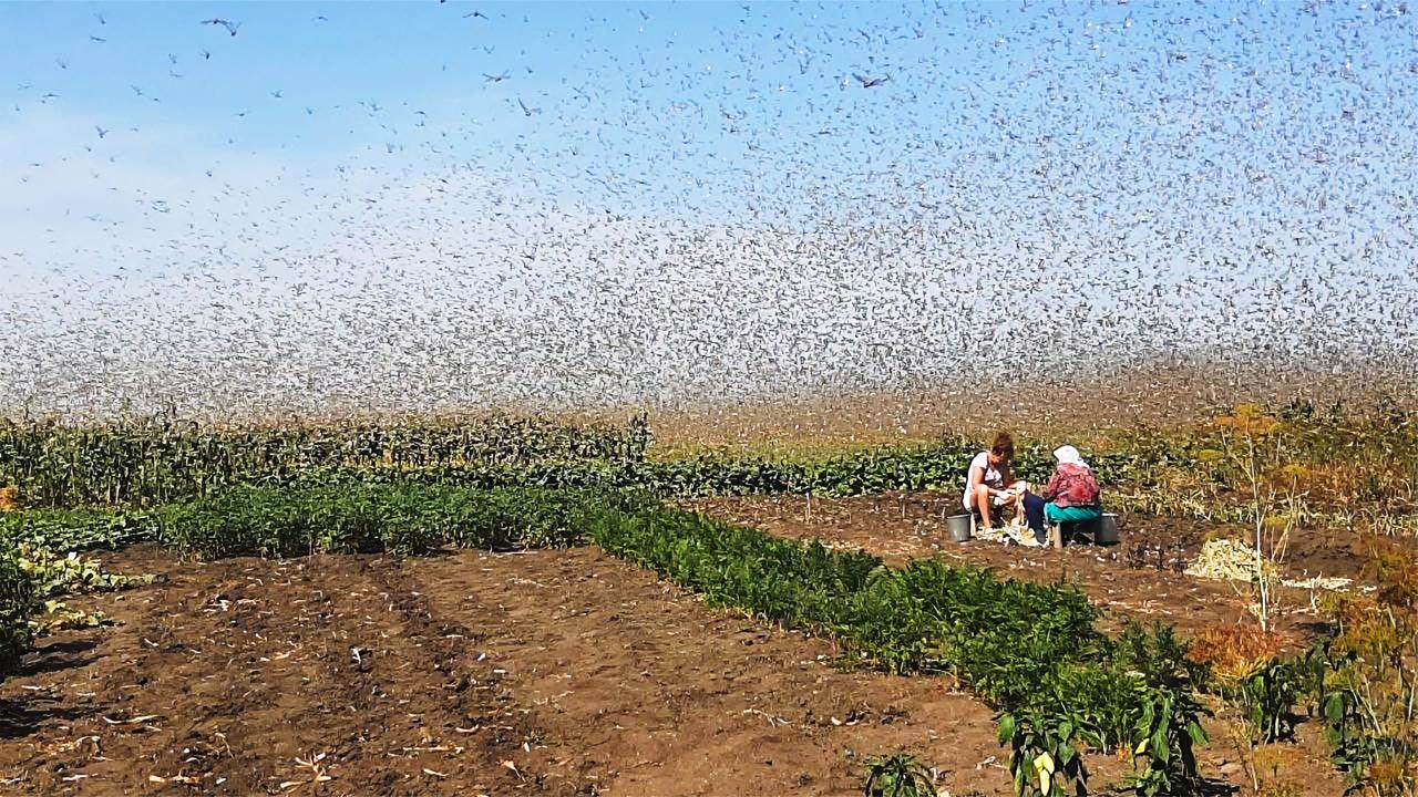 非洲蝗灾会否影响中国 中国防治蝗灾三大优势