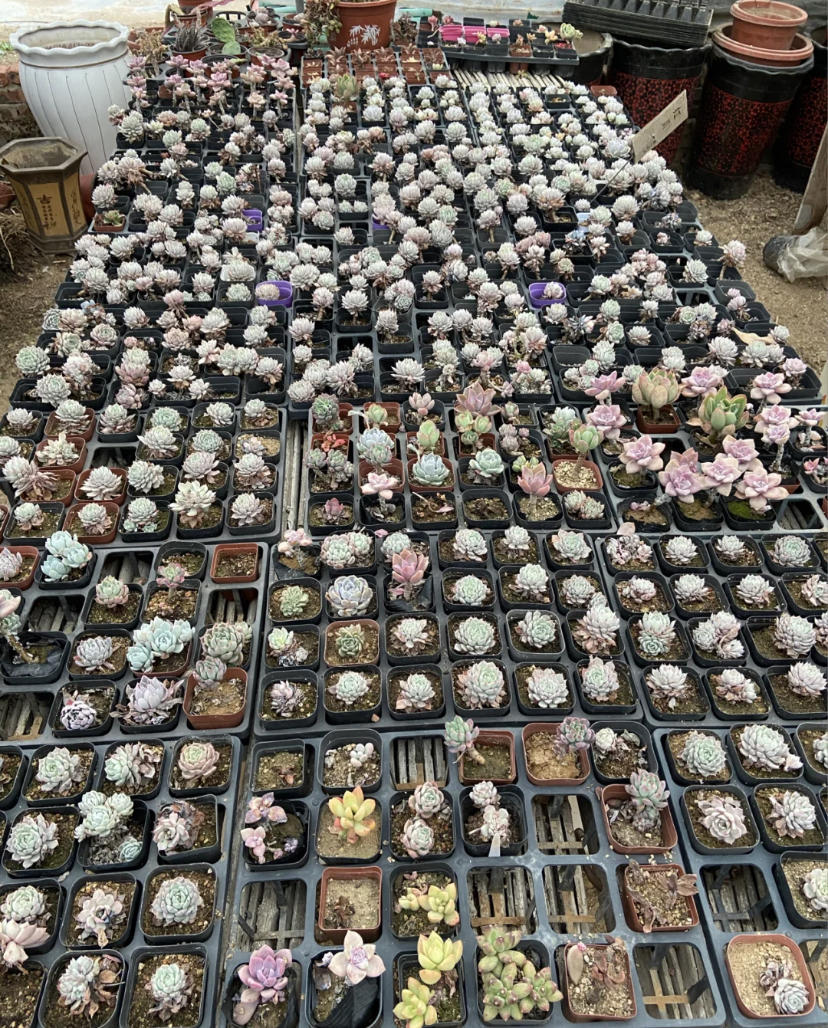 同性在哪代孕(分享露台养多肉的优劣,新手花友要明白,有好处,就有坏处!)