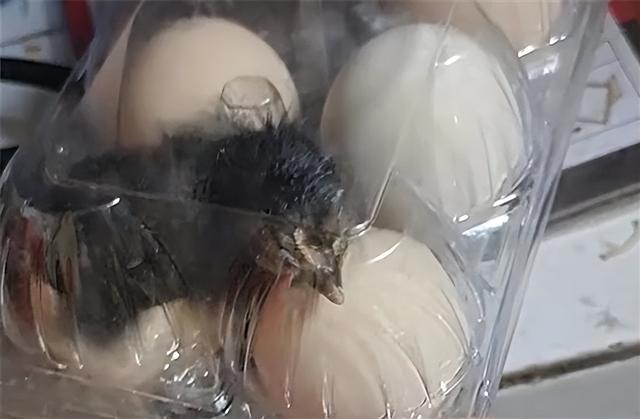 男子网购活珠子因天太热孵出小鸡 鸡蛋不孵化也能变成小鸡?休闲区蓝鸢梦想 - Www.slyday.coM 男子网购活珠子因天太热孵出小鸡 鸡蛋不孵化也能变成小鸡?休闲区蓝鸢梦想 - Www.slyday.coM