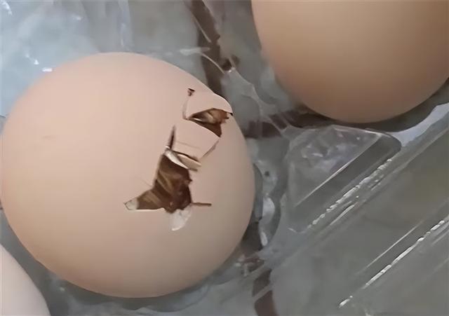 男子网购活珠子因天太热孵出小鸡 鸡蛋不孵化也能变成小鸡?休闲区蓝鸢梦想 - Www.slyday.coM 男子网购活珠子因天太热孵出小鸡 鸡蛋不孵化也能变成小鸡?休闲区蓝鸢梦想 - Www.slyday.coM