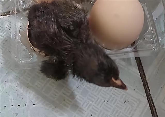 男子网购活珠子因天太热孵出小鸡 鸡蛋不孵化也能变成小鸡?休闲区蓝鸢梦想 - Www.slyday.coM 男子网购活珠子因天太热孵出小鸡 鸡蛋不孵化也能变成小鸡?休闲区蓝鸢梦想 - Www.slyday.coM