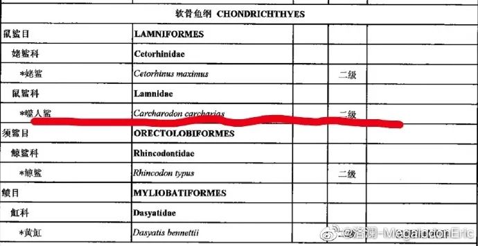 无知还是无畏?网红疑用濒危大白鲨做美食,还吃过鸵鸟、鳄鱼幼崽、娃娃鱼…休闲区蓝鸢梦想 - Www.slyday.coM 无知还是无畏?网红疑用濒危大白鲨做美食,还吃过鸵鸟、鳄鱼幼崽、娃娃鱼…休闲区蓝鸢梦想 - Www.slyday.coM