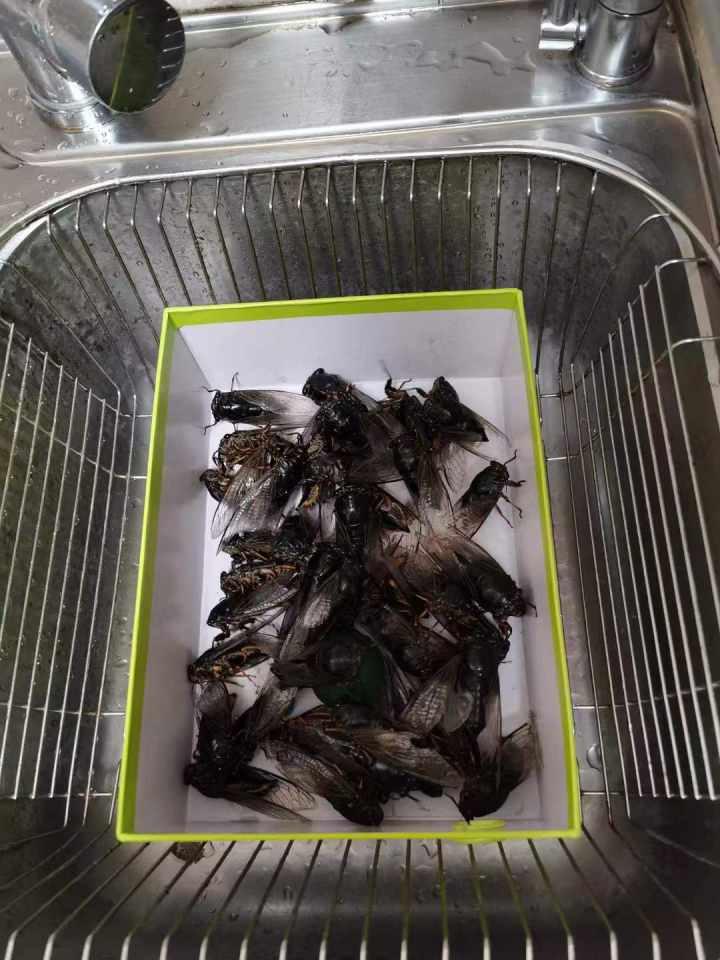 让他们体会我小时候的快乐,杭州爸爸带着两娃抓了200多只知了,后来还……休闲区蓝鸢梦想 - Www.slyday.coM 让他们体会我小时候的快乐,杭州爸爸带着两娃抓了200多只知了,后来还……休闲区蓝鸢梦想 - Www.slyday.coM