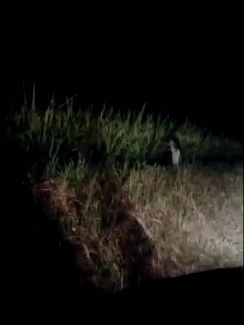 三更半夜midnight箱子,三更半夜箱子系列 大晚上三更半夜的这是什么东西啊