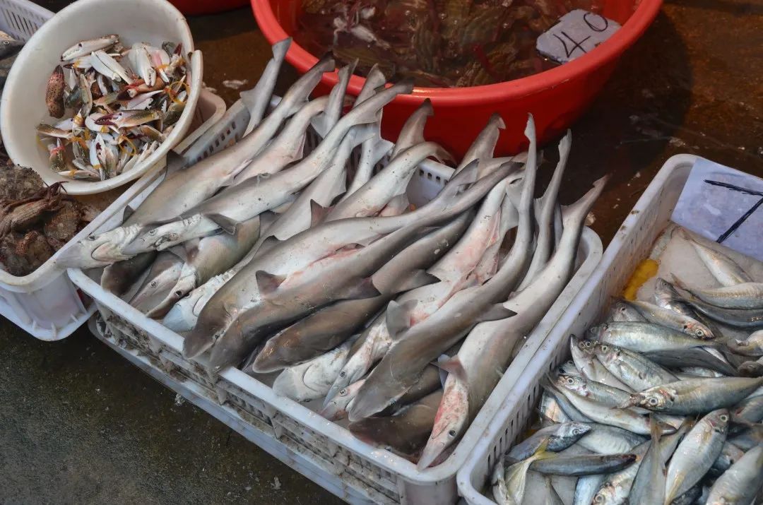 网红主播吃大白鲨?这可太“刑”了!休闲区蓝鸢梦想 - Www.slyday.coM 网红主播吃大白鲨?这可太“刑”了!休闲区蓝鸢梦想 - Www.slyday.coM