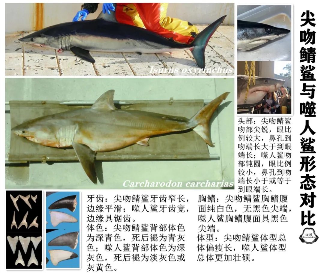 网红主播吃大白鲨?这可太“刑”了!休闲区蓝鸢梦想 - Www.slyday.coM 网红主播吃大白鲨?这可太“刑”了!休闲区蓝鸢梦想 - Www.slyday.coM