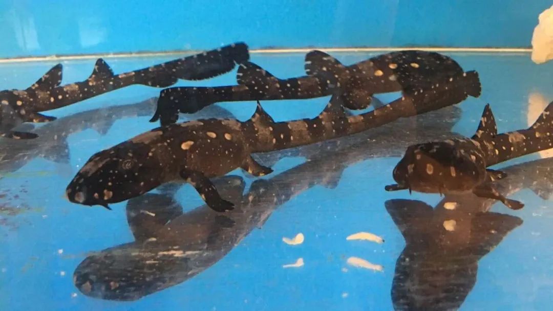 网红主播吃大白鲨?这可太“刑”了!休闲区蓝鸢梦想 - Www.slyday.coM 网红主播吃大白鲨?这可太“刑”了!休闲区蓝鸢梦想 - Www.slyday.coM