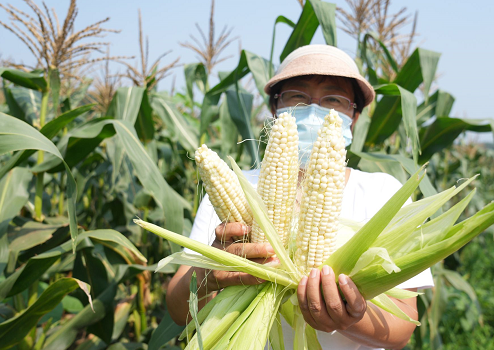 除采摘外,还有一人多高迷宫!北京丰台怪村把玉米玩出了花儿休闲区蓝鸢梦想 - Www.slyday.coM 除采摘外,还有一人多高迷宫!北京丰台怪村把玉米玩出了花儿休闲区蓝鸢梦想 - Www.slyday.coM
