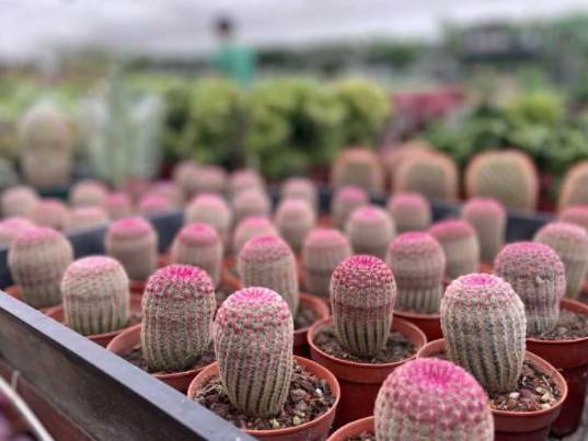 最近,杭州这个宝藏市场有点火!年轻人也开始爱往这里钻,最火的东西你有点想不到……休闲区蓝鸢梦想 - Www.slyday.coM 最近,杭州这个宝藏市场有点火!年轻人也开始爱往这里钻,最火的东西你有点想不到……休闲区蓝鸢梦想 - Www.slyday.coM