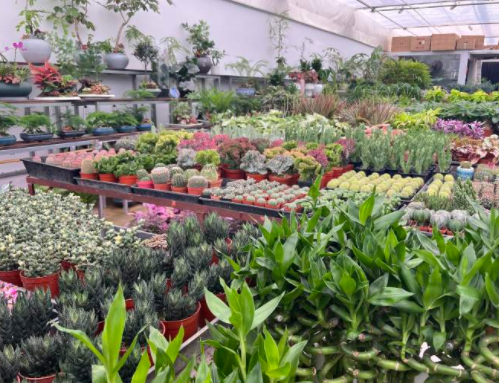 最近,杭州这个宝藏市场有点火!年轻人也开始爱往这里钻,最火的东西你有点想不到……休闲区蓝鸢梦想 - Www.slyday.coM 最近,杭州这个宝藏市场有点火!年轻人也开始爱往这里钻,最火的东西你有点想不到……休闲区蓝鸢梦想 - Www.slyday.coM