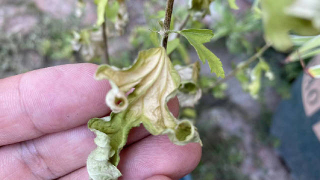 像这盆花干了，“缺水”成这样，除了及时浇水，还要注意哪些？