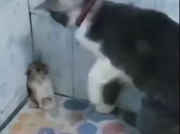 《猫和老鼠》果然是部纪录片!这25张图快把我笑死休闲区蓝鸢梦想 - Www.slyday.coM 《猫和老鼠》果然是部纪录片!这25张图快把我笑死休闲区蓝鸢梦想 - Www.slyday.coM