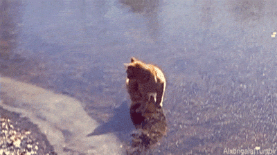 《猫和老鼠》果然是部纪录片!这25张图快把我笑死休闲区蓝鸢梦想 - Www.slyday.coM 《猫和老鼠》果然是部纪录片!这25张图快把我笑死休闲区蓝鸢梦想 - Www.slyday.coM