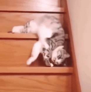 《猫和老鼠》果然是部纪录片!这25张图快把我笑死休闲区蓝鸢梦想 - Www.slyday.coM 《猫和老鼠》果然是部纪录片!这25张图快把我笑死休闲区蓝鸢梦想 - Www.slyday.coM