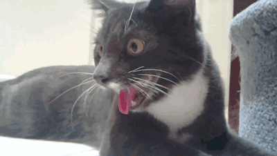 《猫和老鼠》果然是部纪录片!这25张图快把我笑死休闲区蓝鸢梦想 - Www.slyday.coM 《猫和老鼠》果然是部纪录片!这25张图快把我笑死休闲区蓝鸢梦想 - Www.slyday.coM