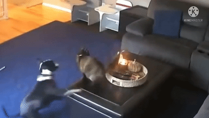 《猫和老鼠》果然是部纪录片!这25张图快把我笑死休闲区蓝鸢梦想 - Www.slyday.coM 《猫和老鼠》果然是部纪录片!这25张图快把我笑死休闲区蓝鸢梦想 - Www.slyday.coM