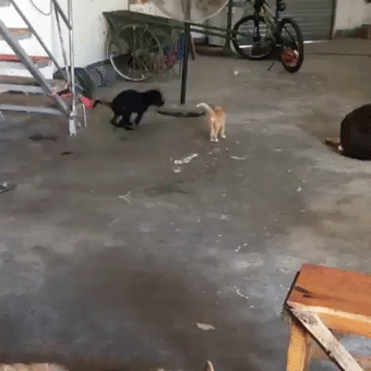 《猫和老鼠》果然是部纪录片!这25张图快把我笑死休闲区蓝鸢梦想 - Www.slyday.coM 《猫和老鼠》果然是部纪录片!这25张图快把我笑死休闲区蓝鸢梦想 - Www.slyday.coM