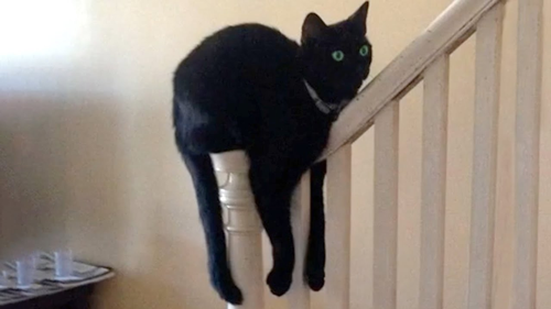 《猫和老鼠》果然是部纪录片!这25张图快把我笑死休闲区蓝鸢梦想 - Www.slyday.coM 《猫和老鼠》果然是部纪录片!这25张图快把我笑死休闲区蓝鸢梦想 - Www.slyday.coM