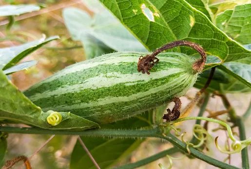 不敢相信!这样的丝瓜竟比砒霜还毒?赶紧看......休闲区蓝鸢梦想 - Www.slyday.coM 不敢相信!这样的丝瓜竟比砒霜还毒?赶紧看......休闲区蓝鸢梦想 - Www.slyday.coM