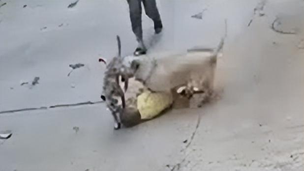 湖南邵阳:3岁小孩遭恶犬扑咬,家中狗狗飞奔上前勇救小主人休闲区蓝鸢梦想 - Www.slyday.coM 湖南邵阳:3岁小孩遭恶犬扑咬,家中狗狗飞奔上前勇救小主人休闲区蓝鸢梦想 - Www.slyday.coM
