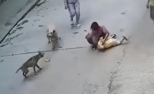 湖南邵阳:3岁小孩遭恶犬扑咬,家中狗狗飞奔上前勇救小主人休闲区蓝鸢梦想 - Www.slyday.coM 湖南邵阳:3岁小孩遭恶犬扑咬,家中狗狗飞奔上前勇救小主人休闲区蓝鸢梦想 - Www.slyday.coM