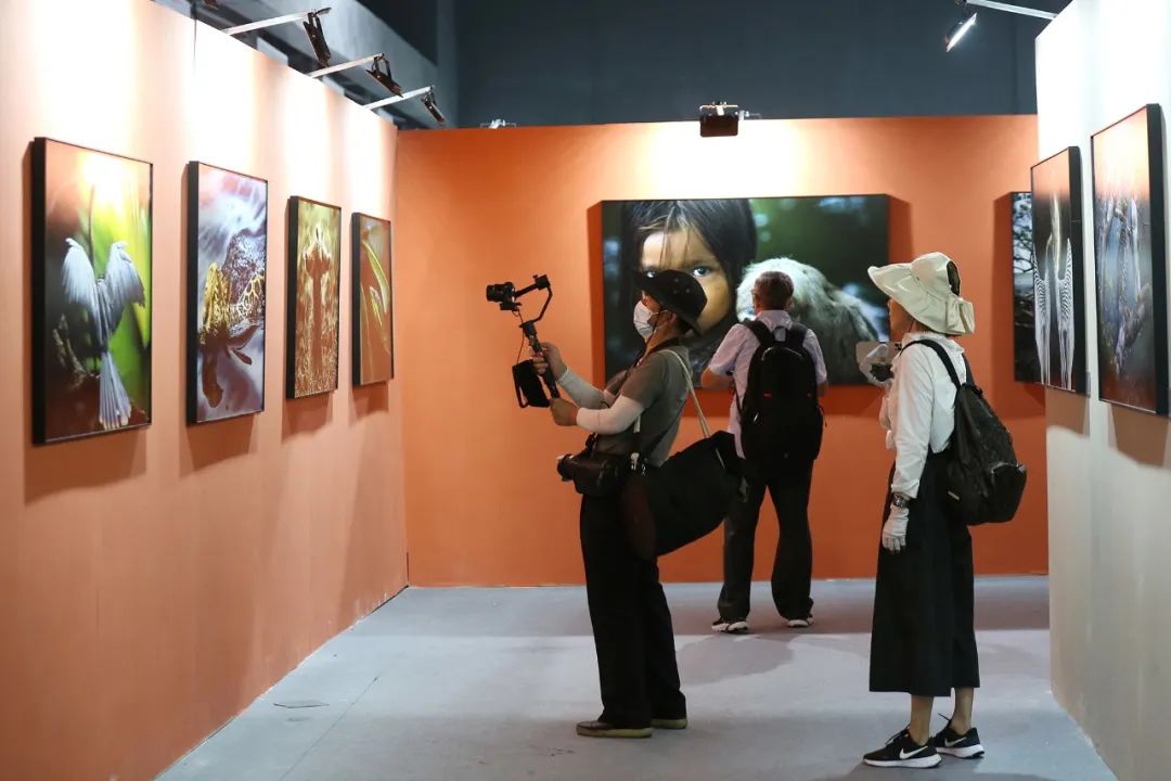 国别展“巴西:生物群落之美”展览现场。张双双 摄