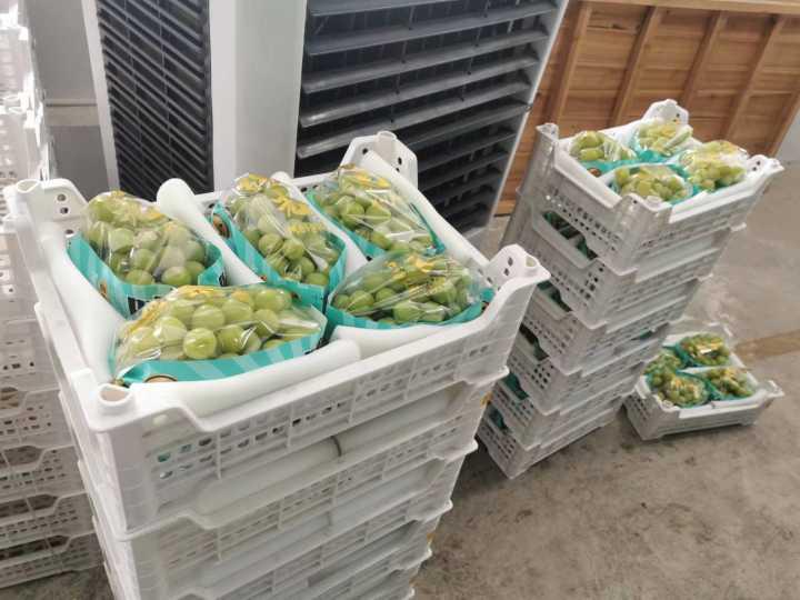 花3万元从云南打“飞的”,月薪六七千元,浦江这个农场来了一群葡萄分拣师休闲区蓝鸢梦想 - Www.slyday.coM 花3万元从云南打“飞的”,月薪六七千元,浦江这个农场来了一群葡萄分拣师休闲区蓝鸢梦想 - Www.slyday.coM