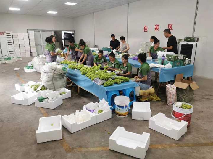 花3万元从云南打“飞的”,月薪六七千元,浦江这个农场来了一群葡萄分拣师休闲区蓝鸢梦想 - Www.slyday.coM 花3万元从云南打“飞的”,月薪六七千元,浦江这个农场来了一群葡萄分拣师休闲区蓝鸢梦想 - Www.slyday.coM