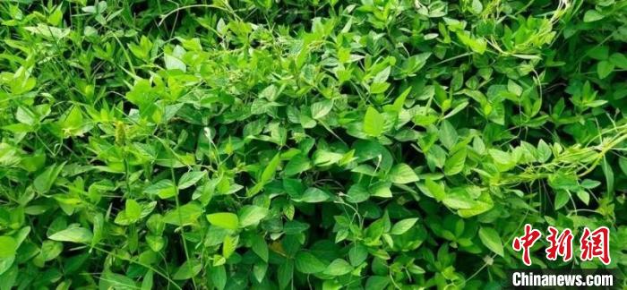 桑是不是国家保护植物 bc78-636879d3e7c7b2c3b1c3a1a5ac7b74b7.jpg