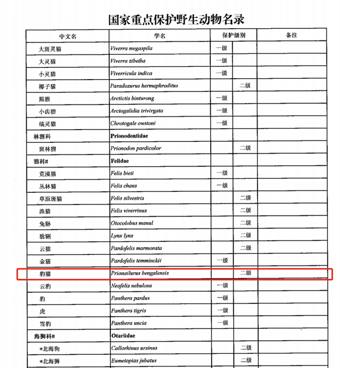 豹猫是国家二级保护动物。截图自中国政府网