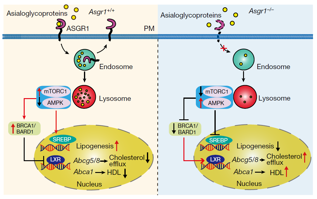 ASGR1基因敲除增强胆固醇排泄的作用机制