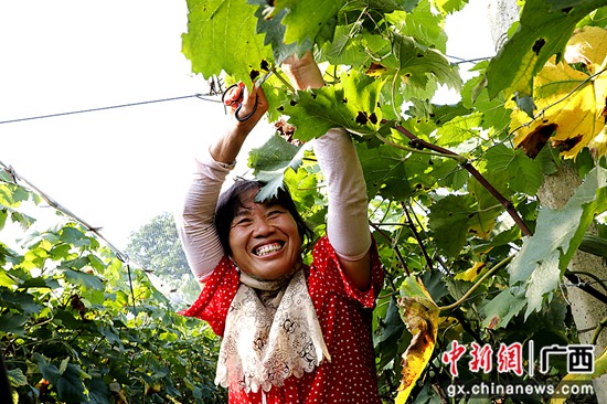 广西荔浦:外来媳妇在撂荒地上闯出甜蜜日子休闲区蓝鸢梦想 - Www.slyday.coM 广西荔浦:外来媳妇在撂荒地上闯出甜蜜日子休闲区蓝鸢梦想 - Www.slyday.coM