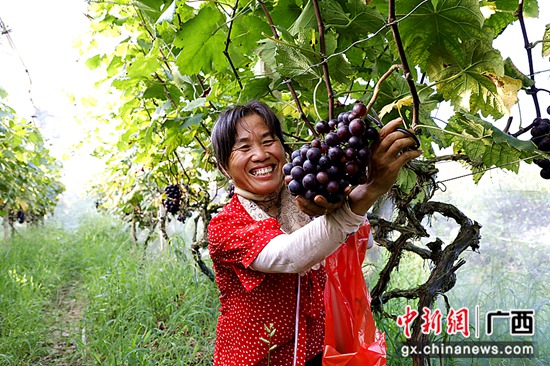 广西荔浦:外来媳妇在撂荒地上闯出甜蜜日子休闲区蓝鸢梦想 - Www.slyday.coM 广西荔浦:外来媳妇在撂荒地上闯出甜蜜日子休闲区蓝鸢梦想 - Www.slyday.coM