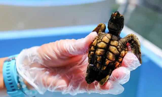 《《imtoken钱包被盗》气候变化致美佛罗里达海岸新生海龟性别比失衡：过去四年全为雌性|海龟》